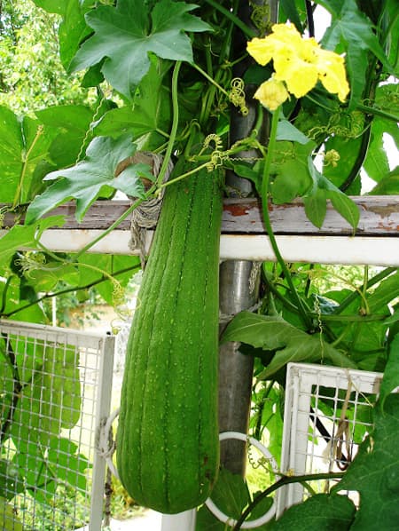 Käsnkõrvits Luffa cylindrica Luffa aegyptiaca