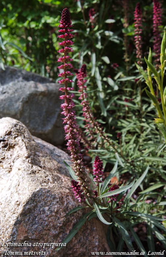 Lysimachia atropurpurea Tõmmu metsvits