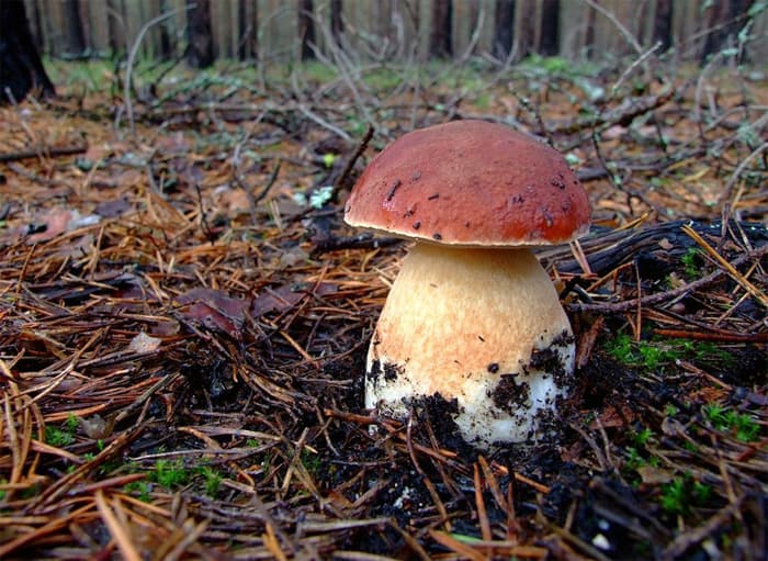 Männipuravik Boletus pinophilus