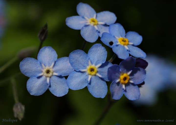 Myosotis sylvatica Mets-lõosilm