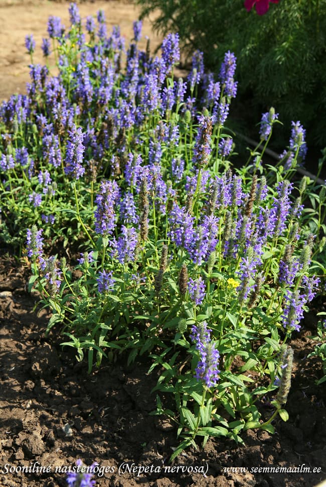 Naistenõges sooniline Nepeta nervosa blue catmint catnip kissanminttu axnepeta