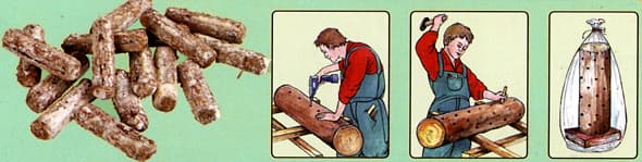 Seeneniidistiku külv, Seenemütseel, Lakkvaabik, Ganoderma lucidum