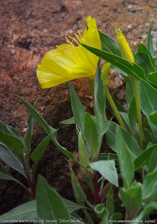 Oenothera macrocarpa ssp. incana Missuuri kuningakepp