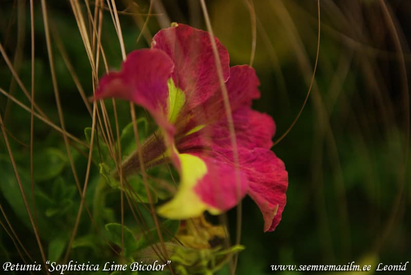 Petunia Sophistica Lime Bicolor Petuunia Петуния Софистика двуцветная