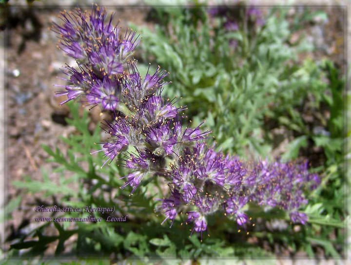 Phacelia sericea, Siidine keerispea