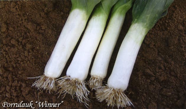 Porrulauk Winner Allium porrum L.