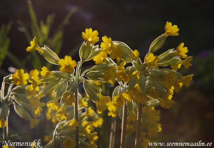 Primula veris Nurmenukk