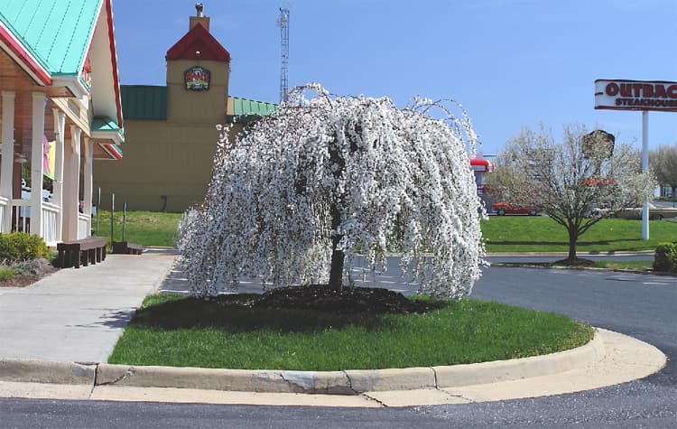 Cerasus subhirtella var. pendula