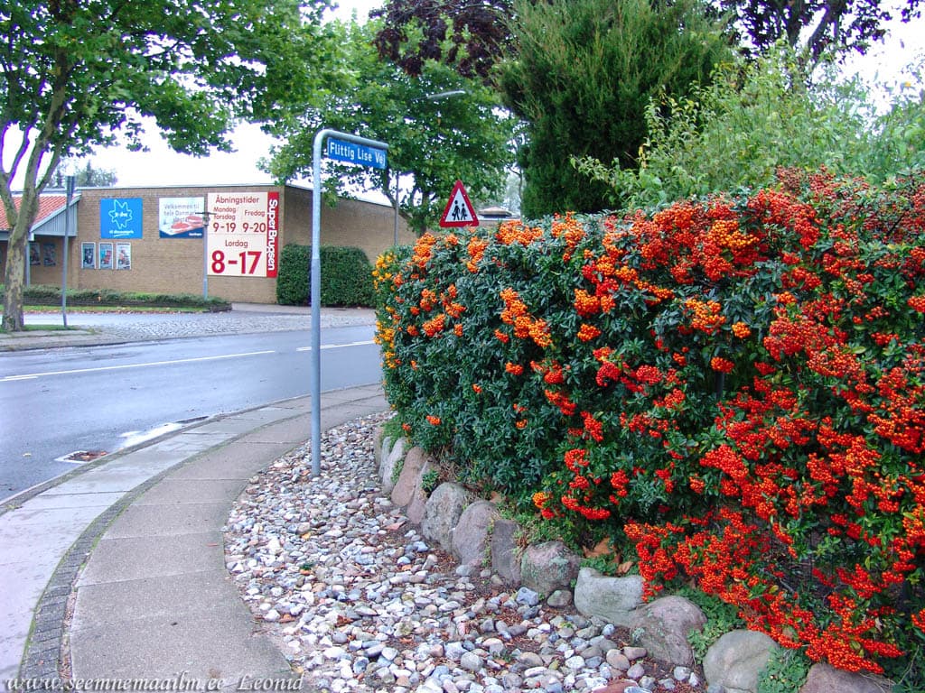 Pyracantha coccinea, Verev tuliastel