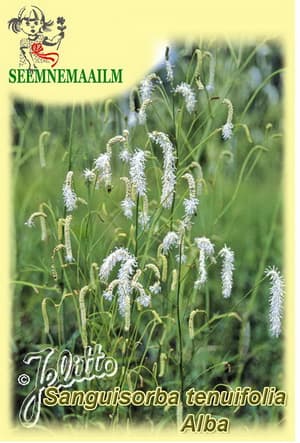 Sanguisorba tenuifolia Alba, Ahtalehine punanupp