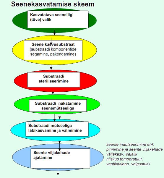 Seenemütseel, seenekasvatus, seenekasvatamine