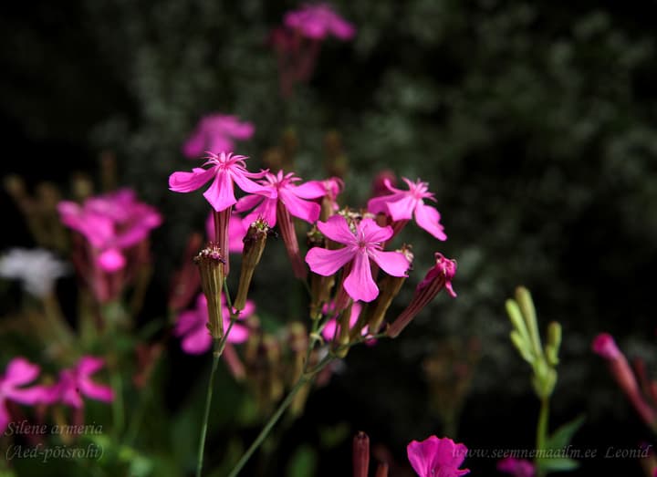 Silene armeria, Aed-põisrohi