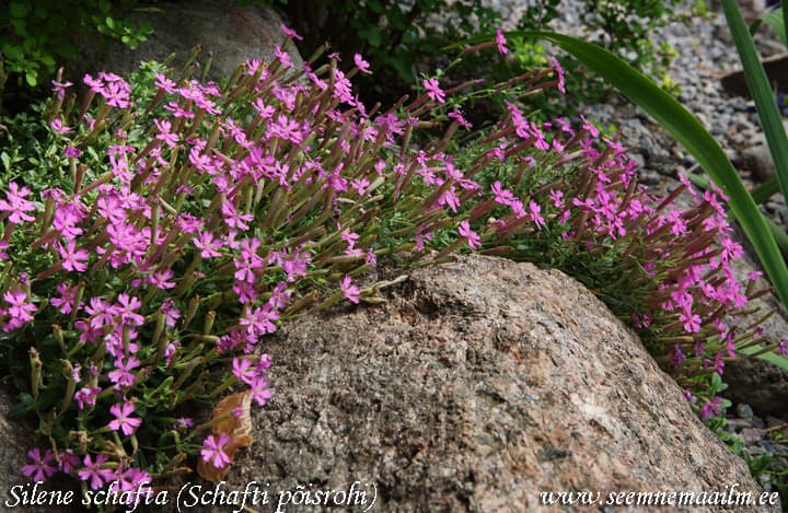 Silene schafta, Schafti põisrohi