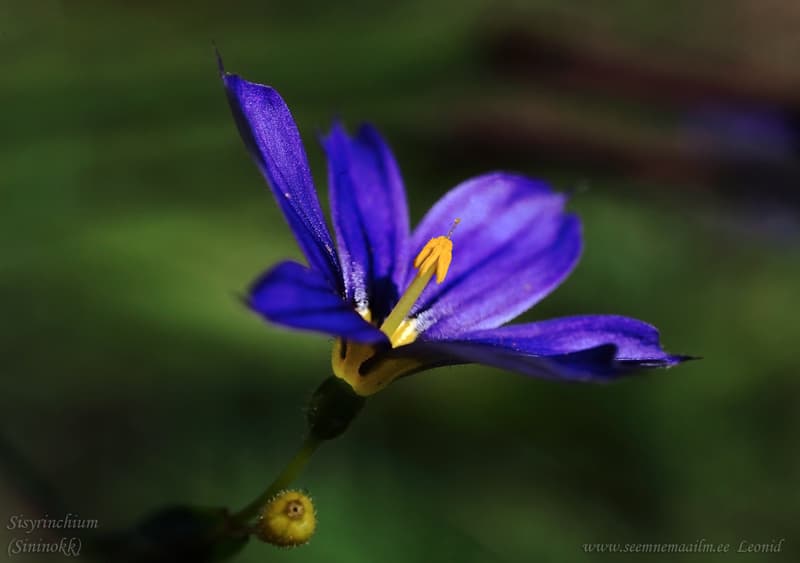 Sisyrinchium bellum Sininokk iirisekujuline