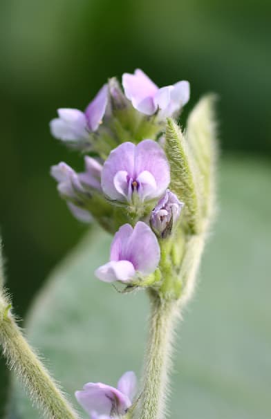 Sojauba Glycine max