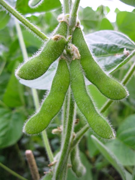 Sojauba Glycine max