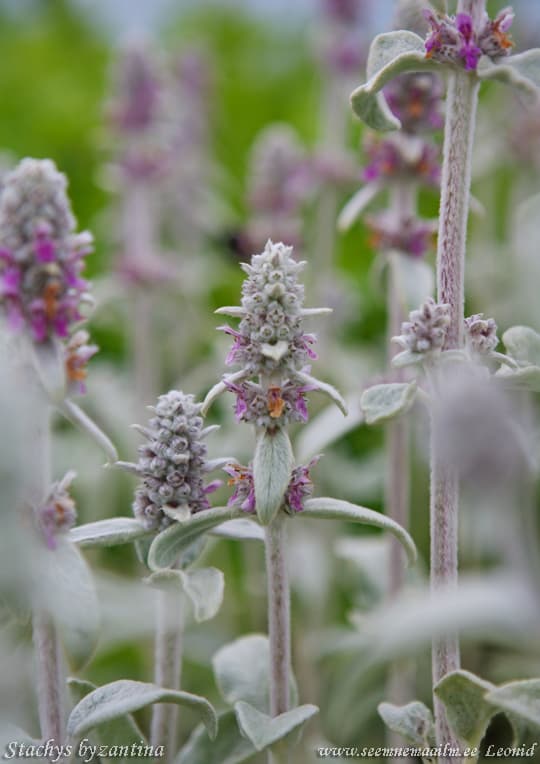 Stachys byzantina Villane nõianõges