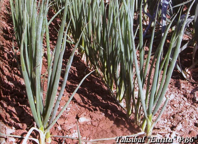 Pealsesibul Entita, Bunching Onion Entita, Talisibul, Allium fistulosum