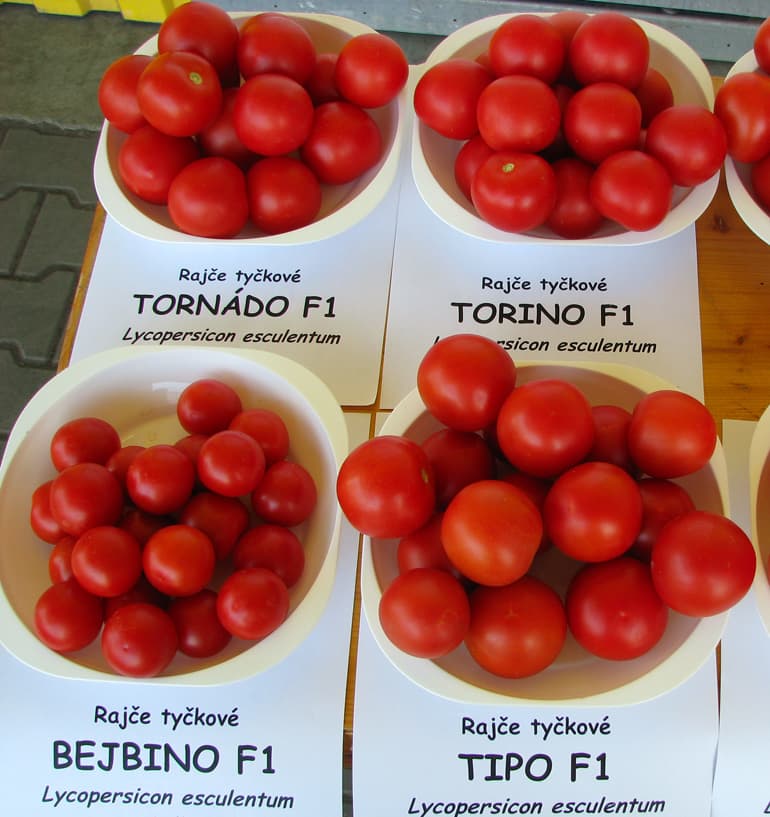 Высокорослый томат Торнадо F1: семена: купить