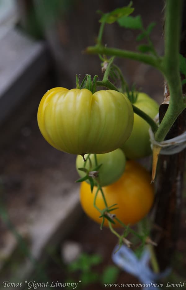 Tomat Sidruni Hiid Tomato Gigant Limonny