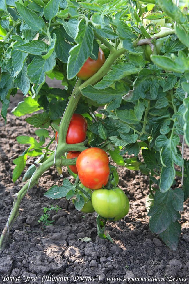 Tomat Jina tomato Томат Джина