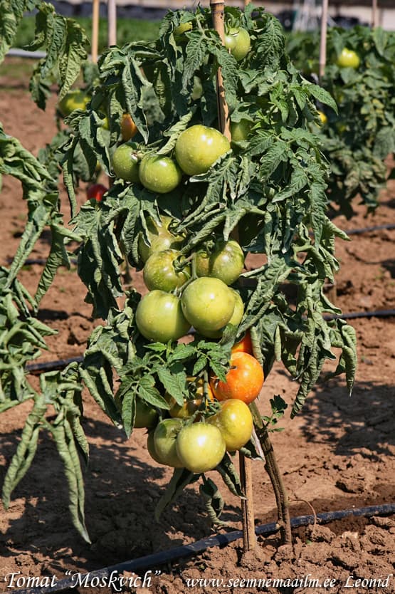 Tomato Moskvich Tomat Томат низкорослый Москвич