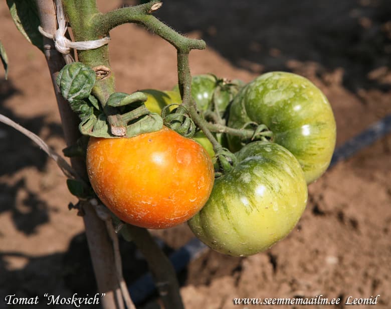 Tomato Moskvich Tomat Томат низкорослый Москвич