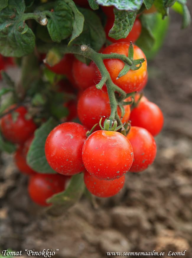 Tomato Pinocchio Tomat Pinokkio Томат Пиноккио