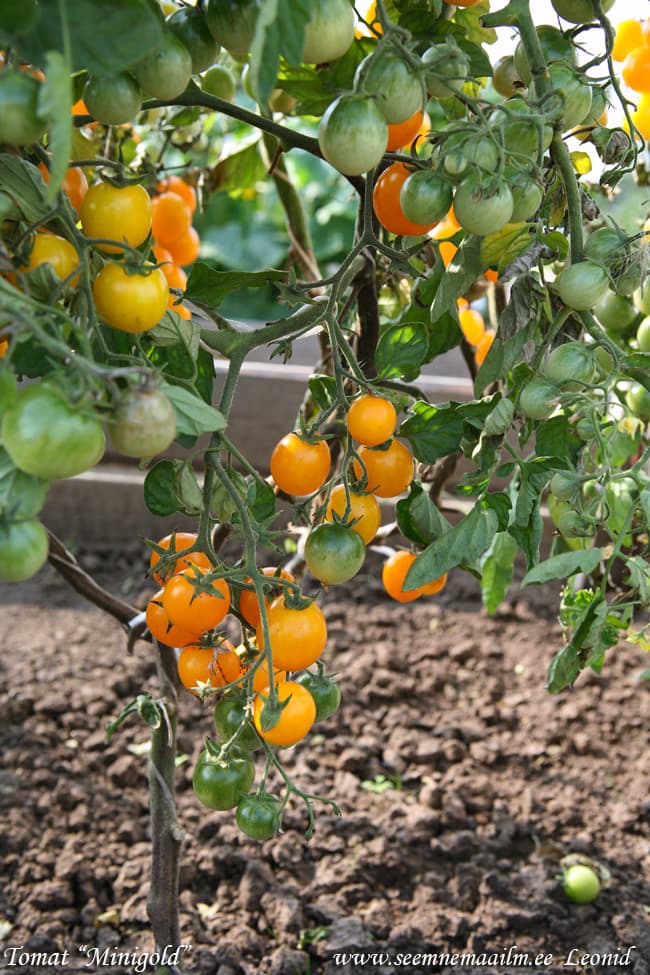 Tomat Minigold Cherry tomato yellow Томат Миниголд