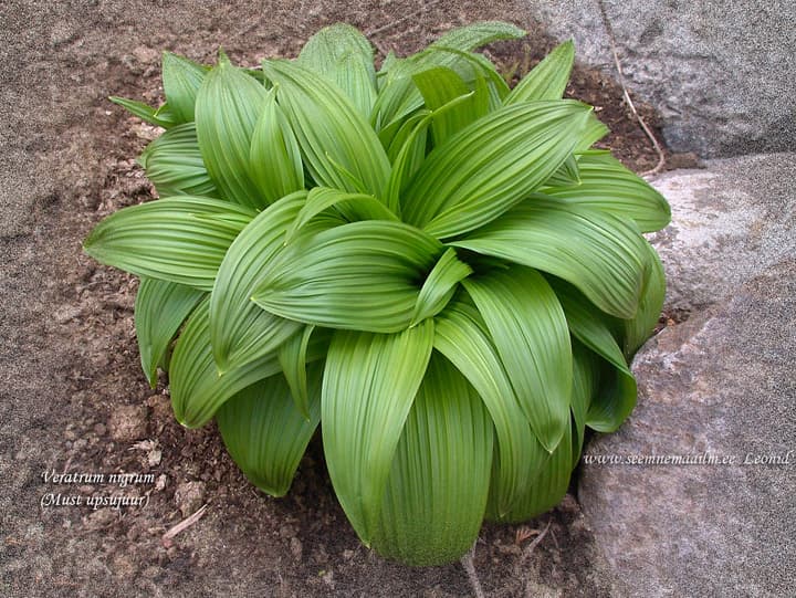 Veratrum nigrum, Must upsujuur