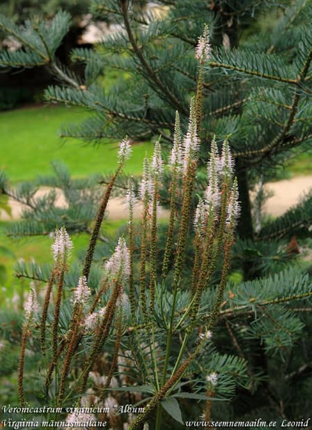 Veronicastrum vitginicum Album Virgiinia männasmailane valge