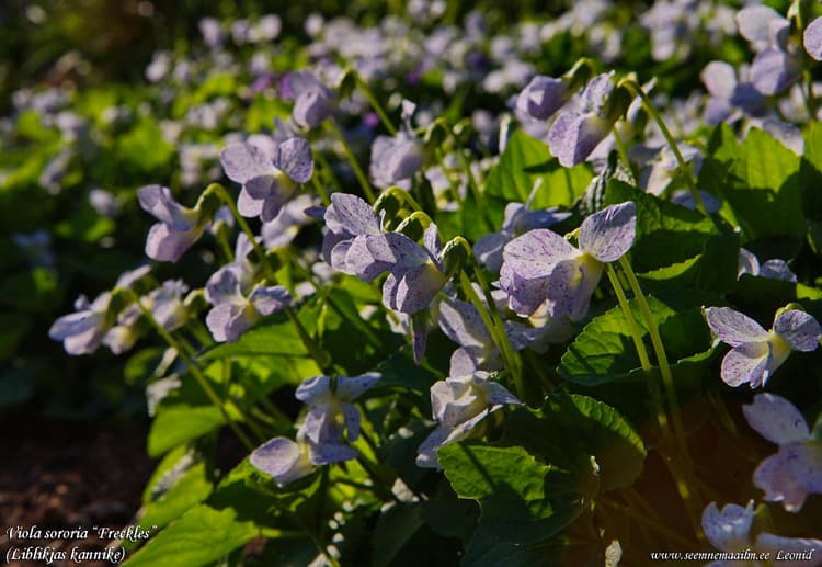 Viola sororia Freckles Liblikjas kannike