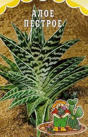 Aloe variegata
