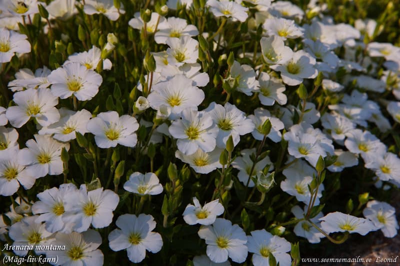 Arenaria montana, Mägi-liivkann