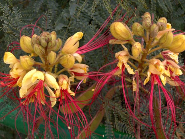 Caesalpinia gillesii Gillese tsesalpiinia