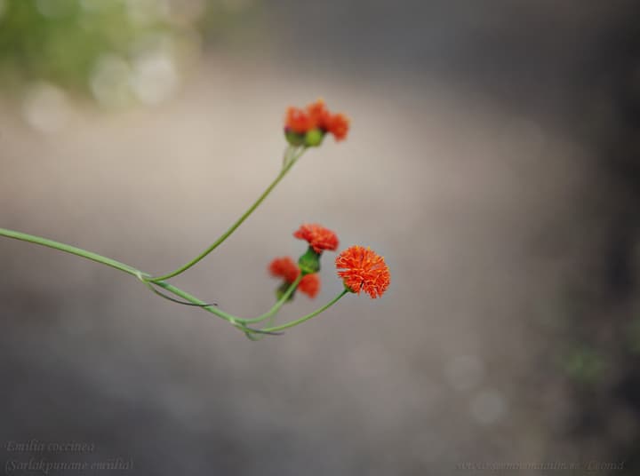 Emilia coccinea, Sarlakpunane emiilia