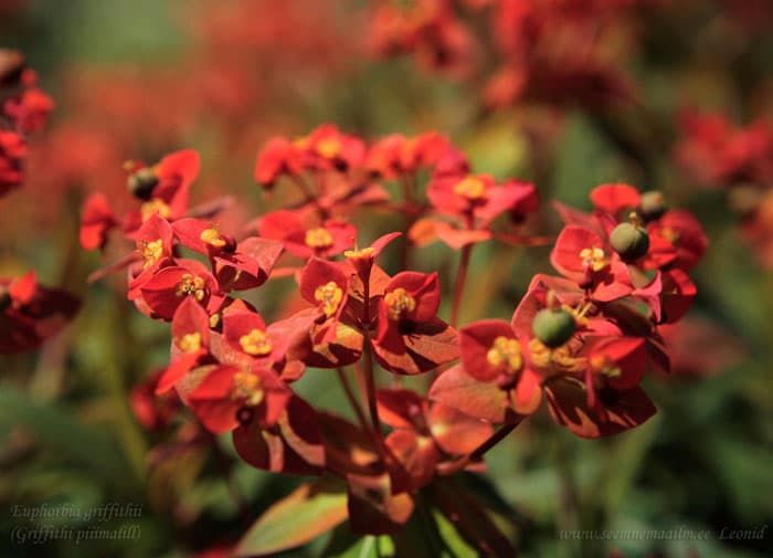 Euphorbia griffithii