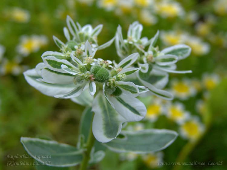 Piimalill kirjulehine 