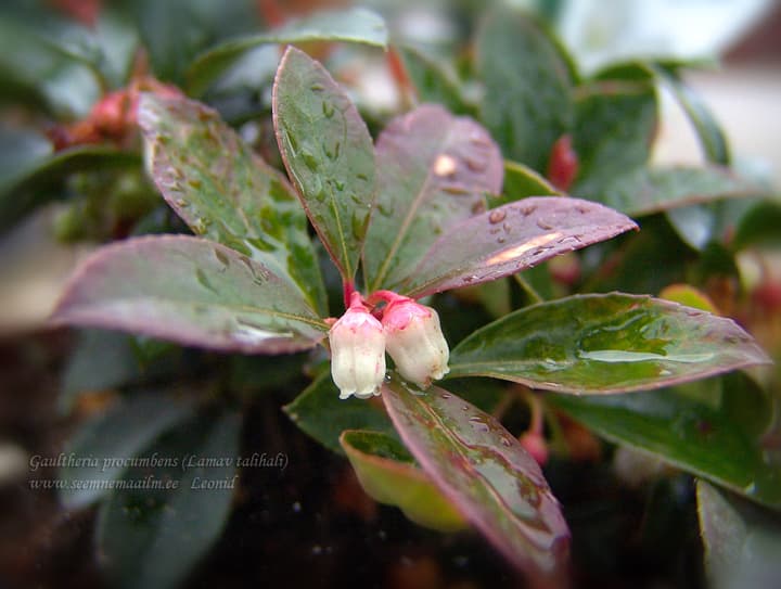 Gaultheria procumbens, Lamav talihali