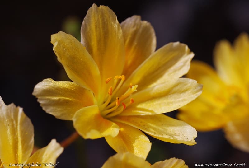 Lewisia cotyledon Yellow Kollane leviisia