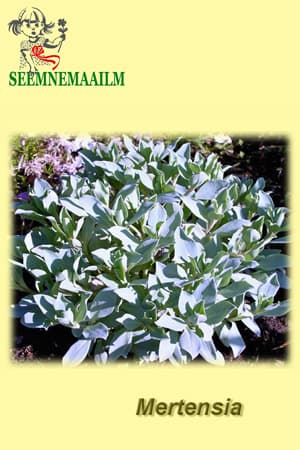 Mertensia pubescens, Karvane mertensia