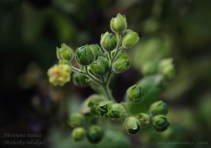 Nicotiana rustica Mahorkatubakas