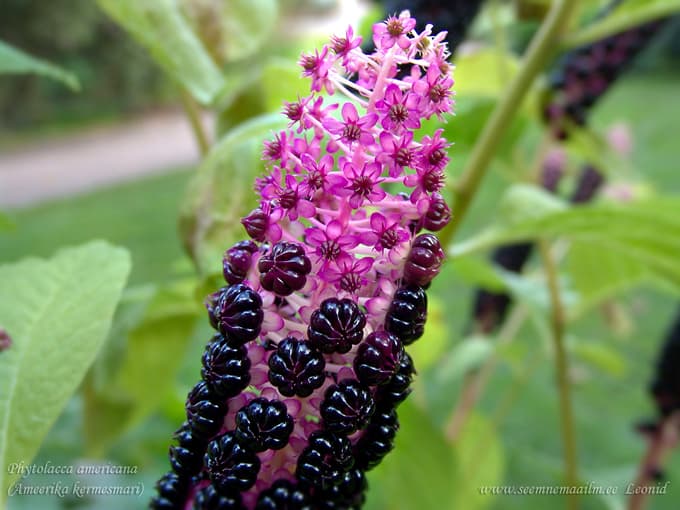 Phytolacca americana