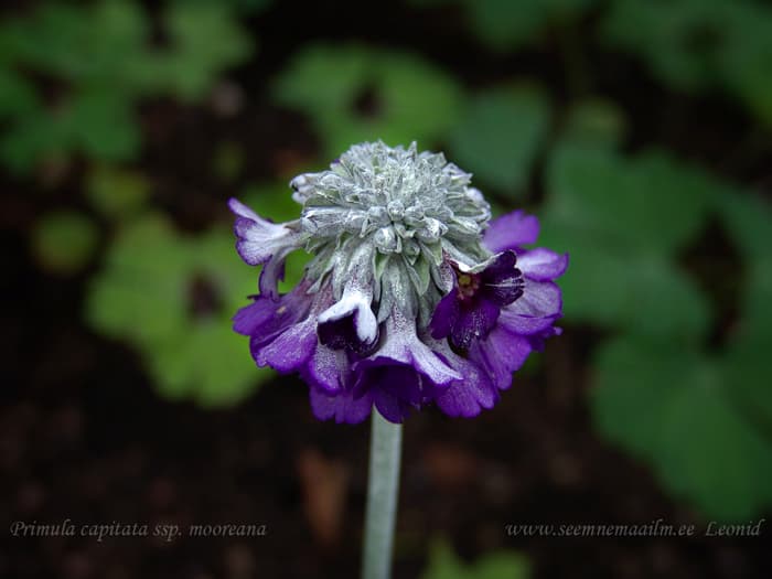 Peajas priimula 'Noverna Deep Blue' Primula capitata
