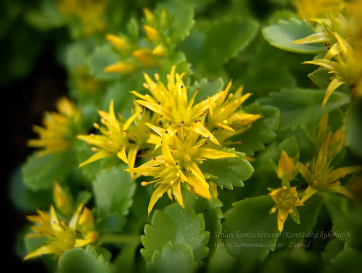 Sedum kamtschaticum, Kamtšatka kukehari