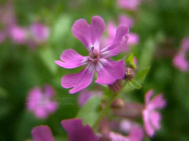 Silene pendula, Rippuv põisrohi