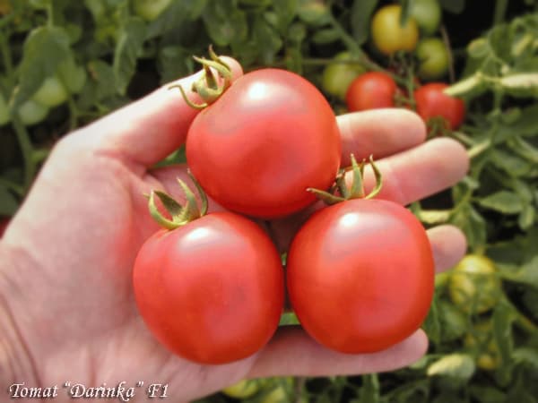 Tomato Darinka F1