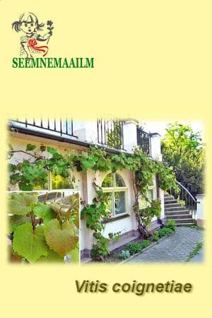 Coignet viinapuu  Vitis coignetiae
