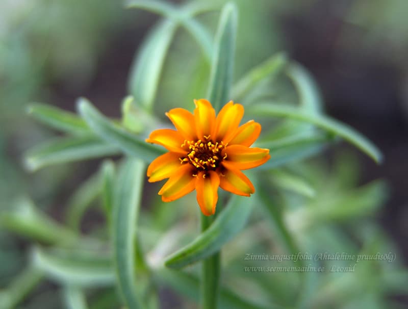 Zinnia angustifolia Ahtalehine pruudisõlg