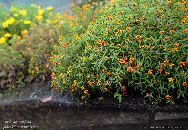 Zinnia angustifolia Ahtalehine pruudisõlg